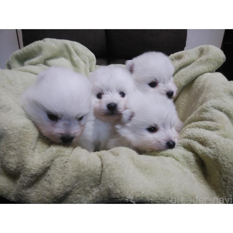 販売中の千葉県の日本スピッツ-427499の2枚目