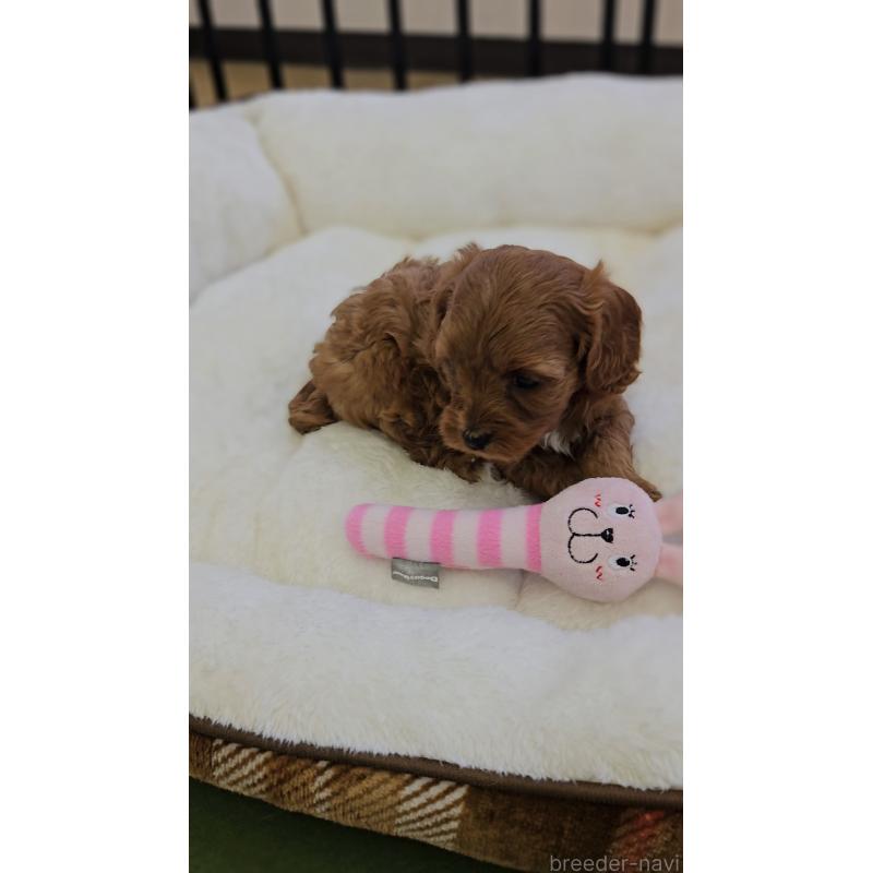 販売中の兵庫県のキャバプー:キャバリア×トイプードル-427502の3枚目