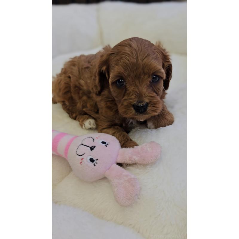 販売中の兵庫県のキャバプー:キャバリア×トイプードル-427502の2枚目