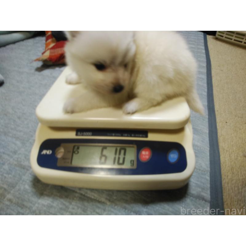 販売中の千葉県の日本スピッツ-427500の3枚目