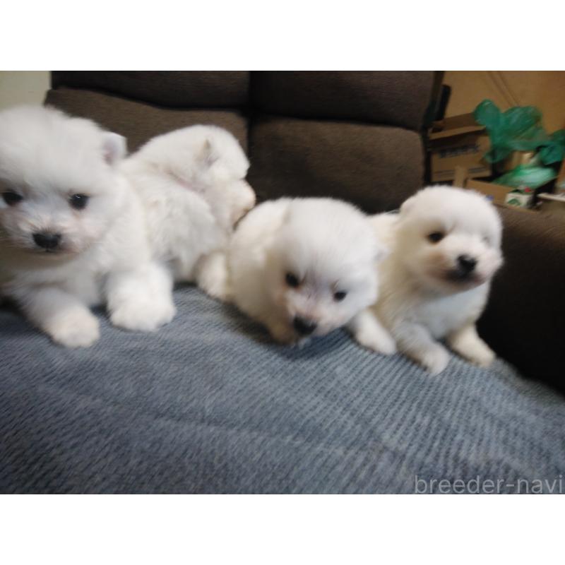 販売中の千葉県の日本スピッツ-427500の2枚目