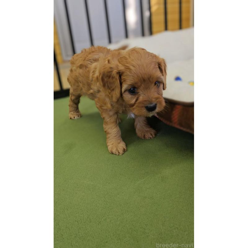 販売中の兵庫県のキャバプー:キャバリア×トイプードル-427504の3枚目