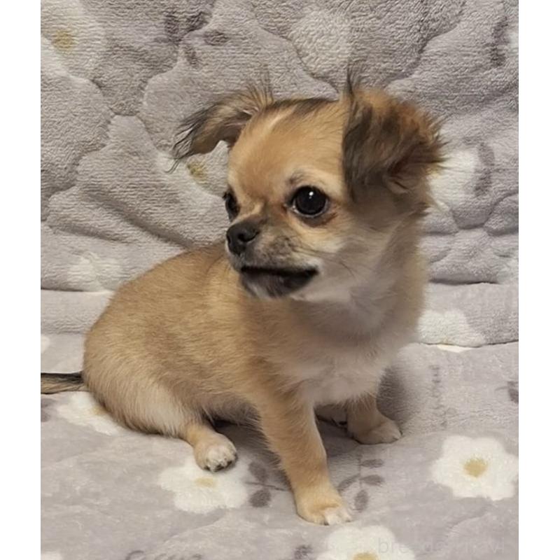 成約済の青森県のチワワ(ロングコート)-425965の5枚目