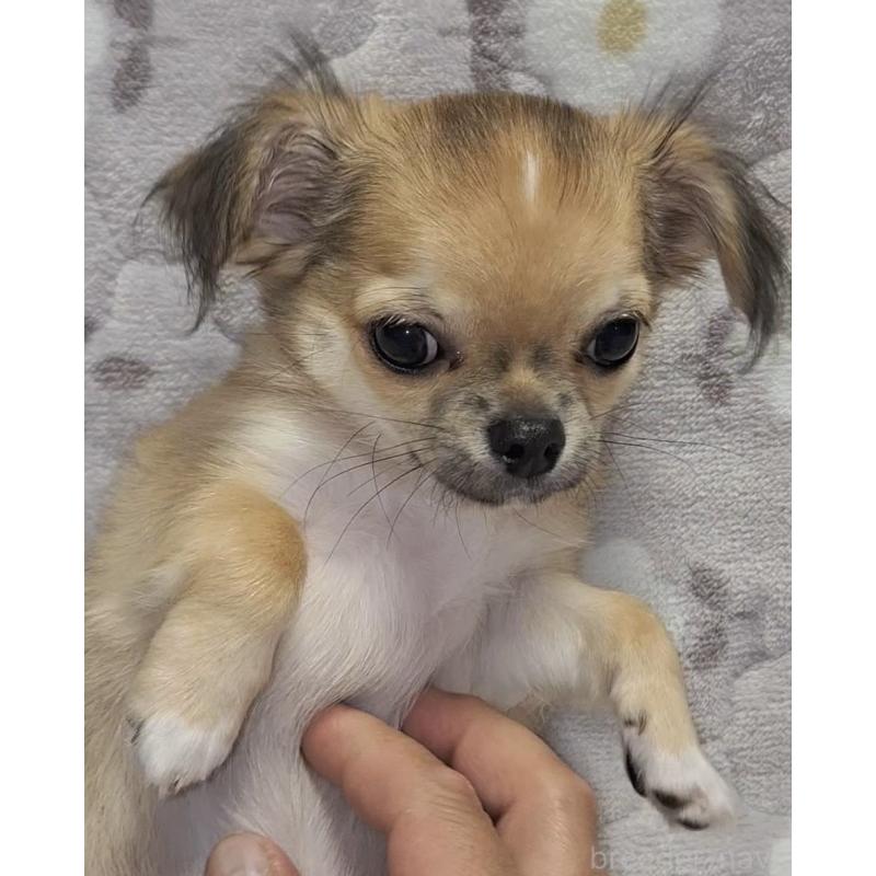 成約済の青森県のチワワ(ロングコート)-425965の4枚目