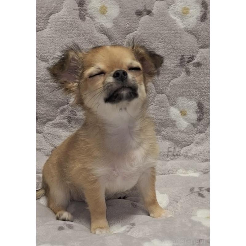 成約済の青森県のチワワ(ロングコート)-425965の3枚目