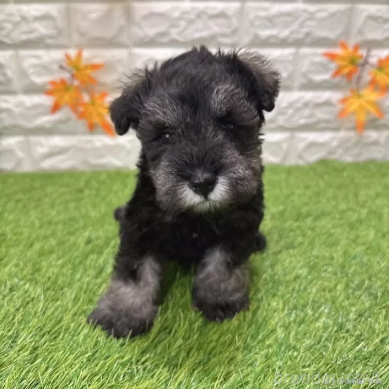 販売中の愛知県のミニチュアシュナウザー-427505の1枚目