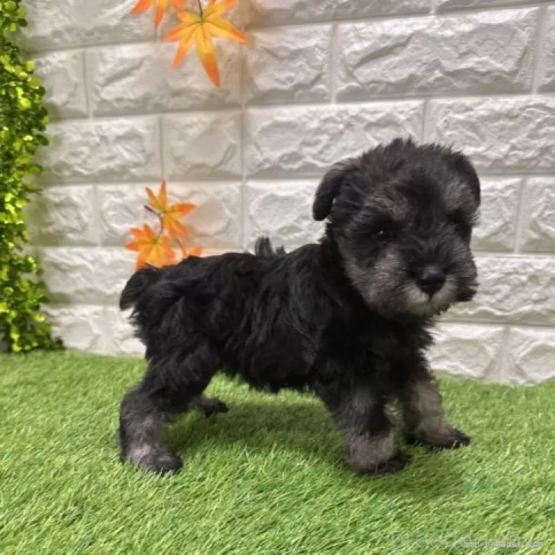 販売中の愛知県のミニチュアシュナウザー-427505の5枚目