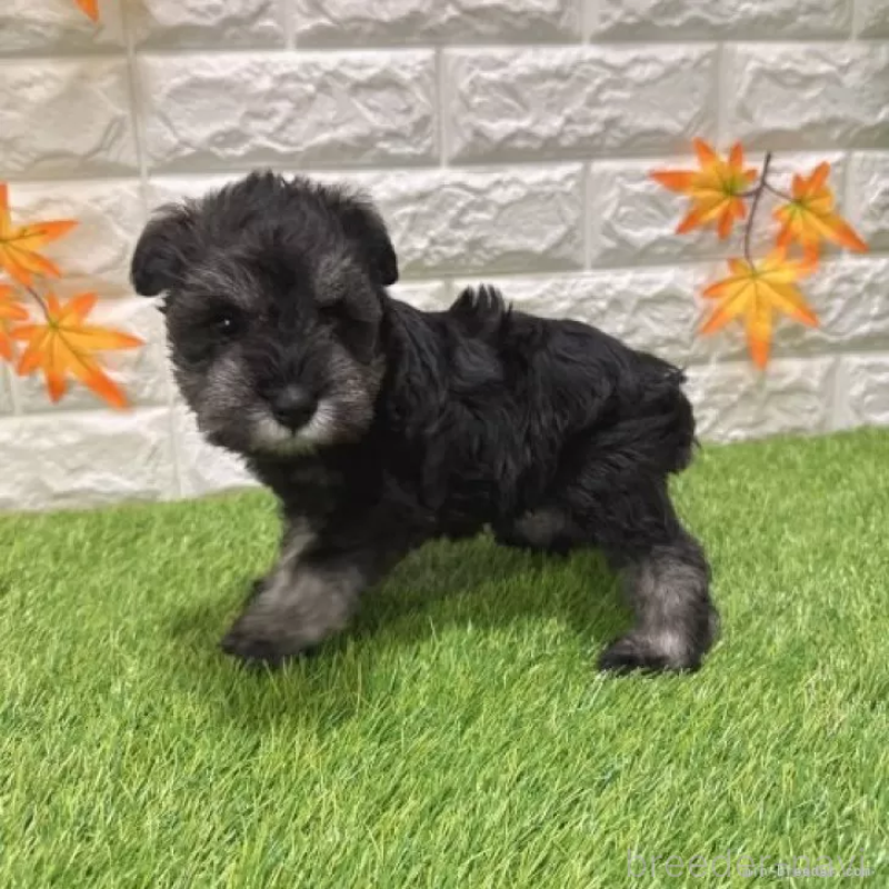 販売中の愛知県のミニチュアシュナウザー-427505の4枚目