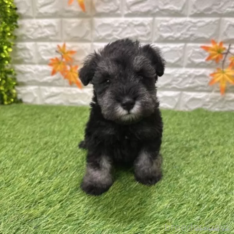 販売中の愛知県のミニチュアシュナウザー-427505の3枚目