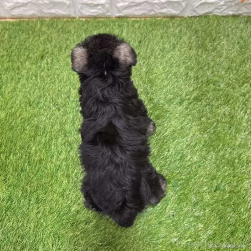 販売中の愛知県のミニチュアシュナウザー-427505の2枚目