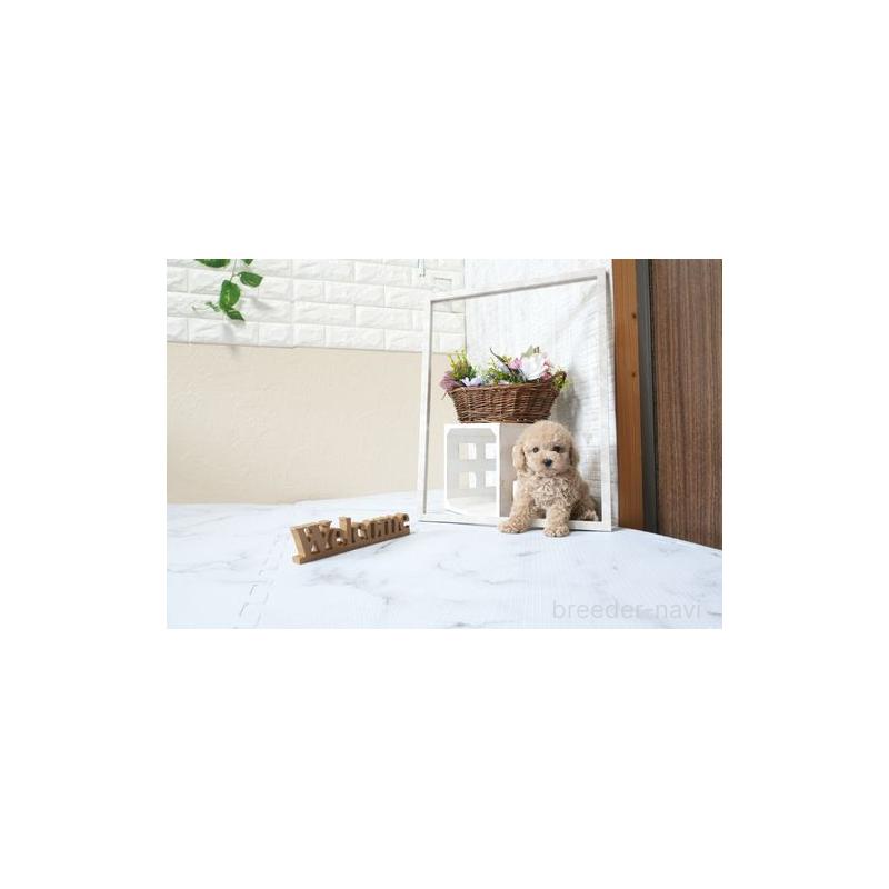 販売中の滋賀県のタイニープードル-427506