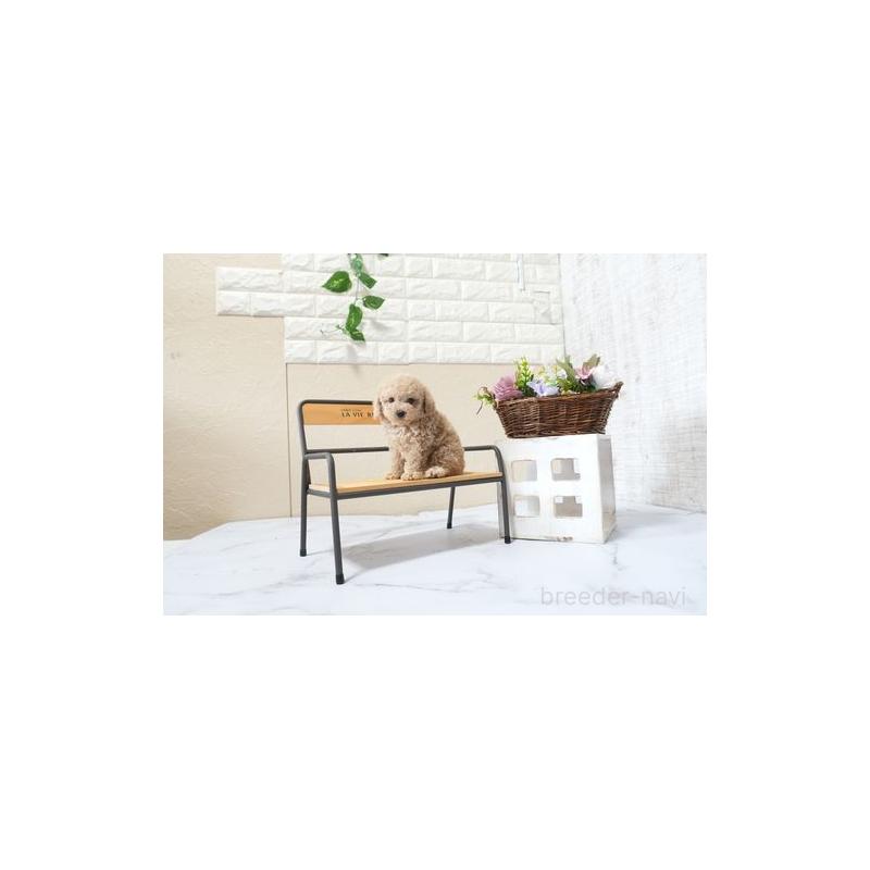 販売中の滋賀県のタイニープードル-427506の5枚目