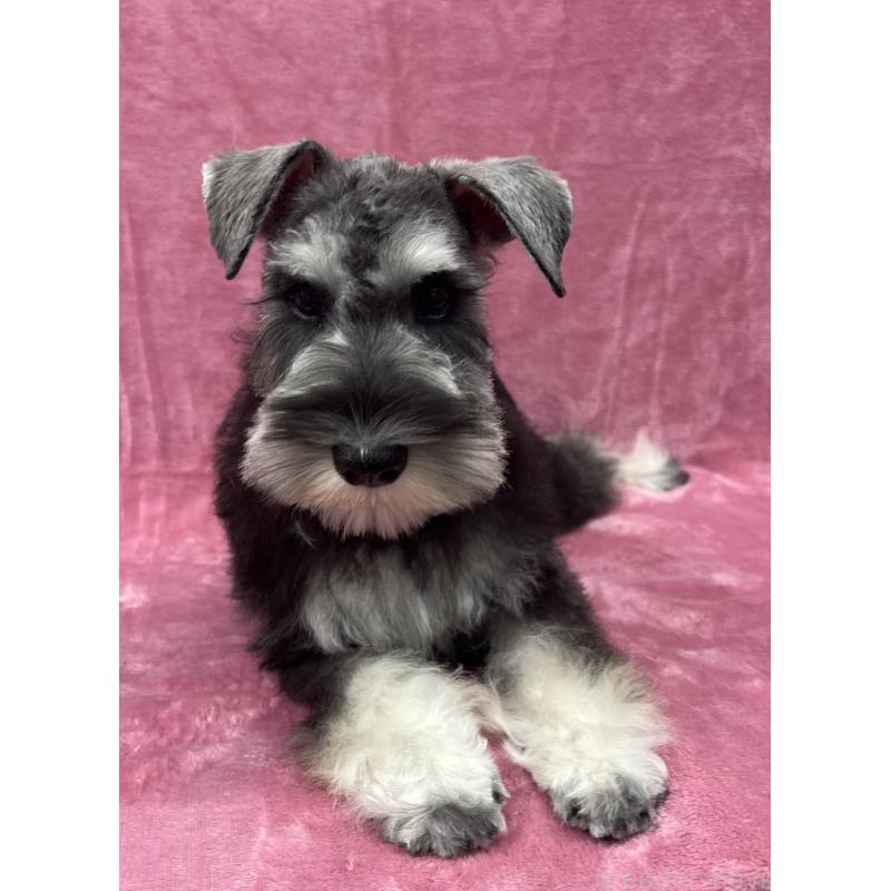 販売中の大阪府のミニチュアシュナウザー-427509の5枚目