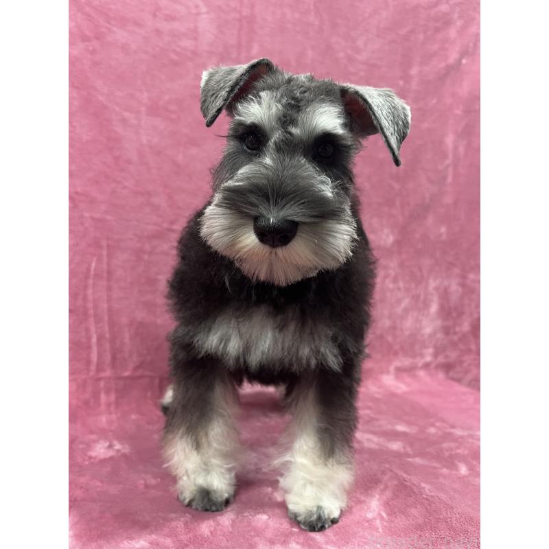 販売中の大阪府のミニチュアシュナウザー-427509の4枚目