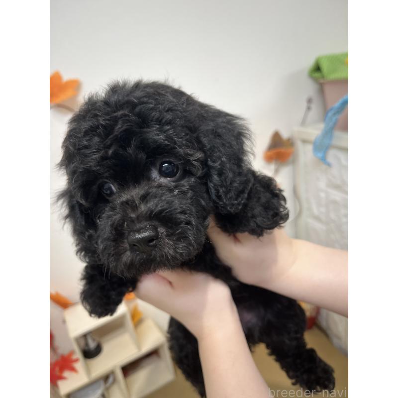 販売中の石川県のトイプードル-427507の4枚目