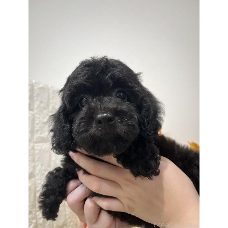 販売中の石川県のトイプードル-427507の3枚目