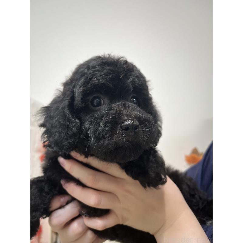 販売中の石川県のトイプードル-427507の2枚目