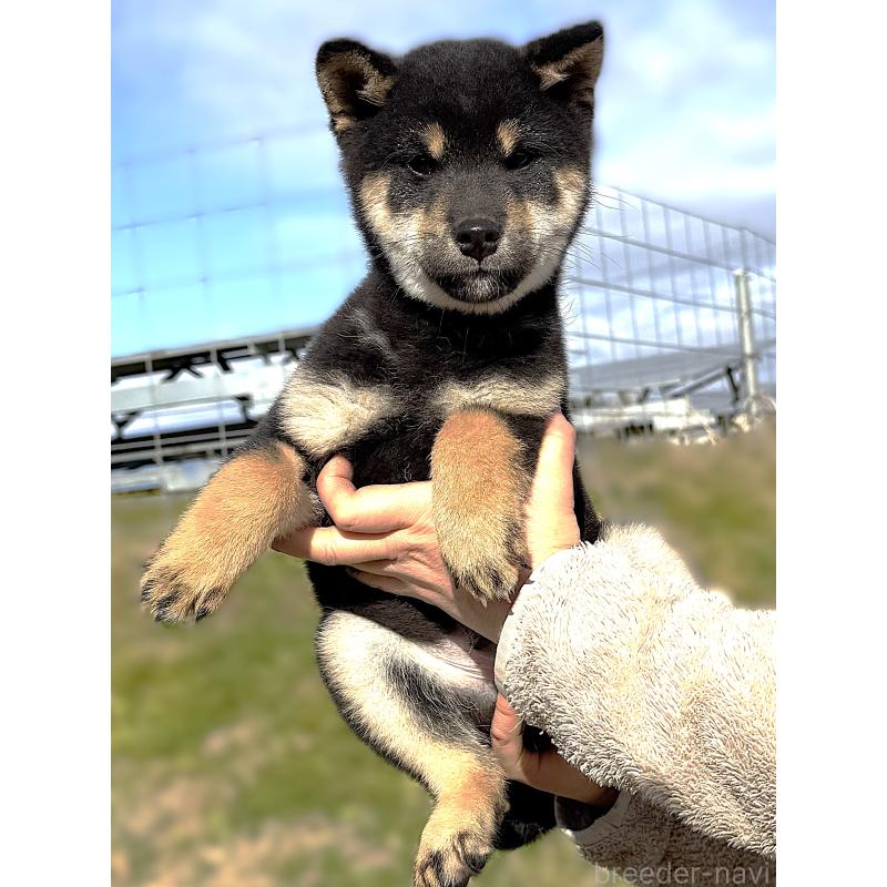 成約済の宮城県の柴犬-416652の8枚目