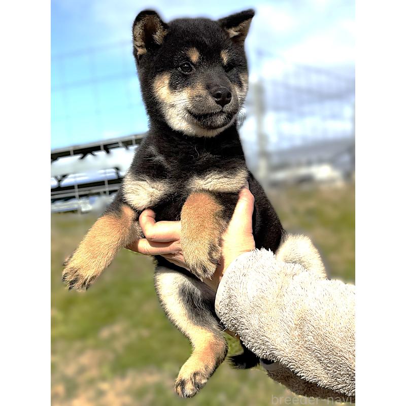 成約済の宮城県の柴犬-416652の7枚目