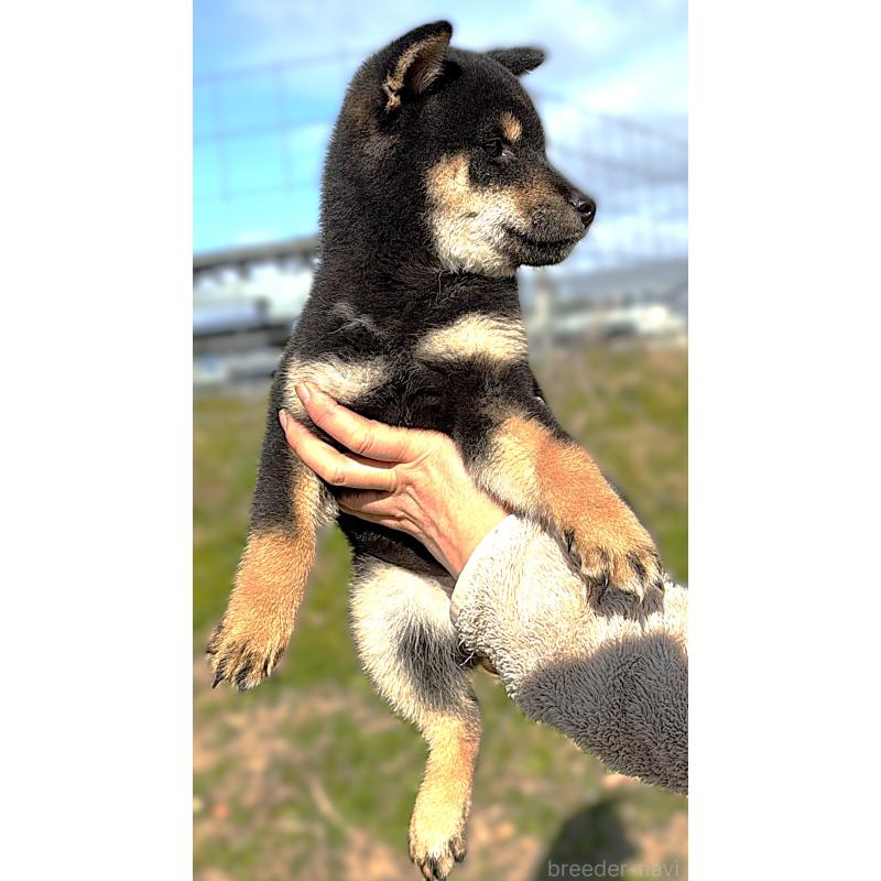 成約済の宮城県の柴犬-416652の6枚目