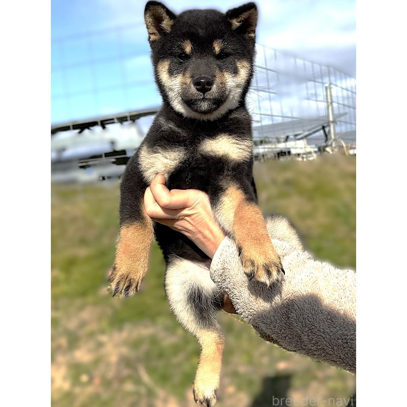 成約済の宮城県の柴犬-416652の5枚目