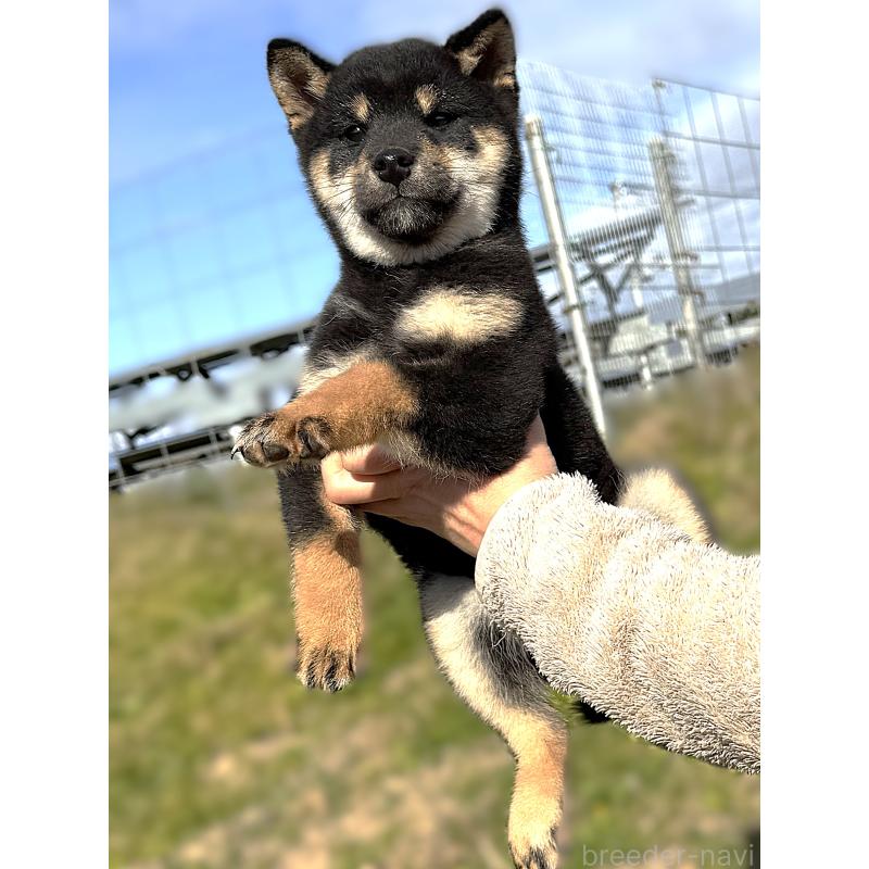 成約済の宮城県の柴犬-416652の4枚目