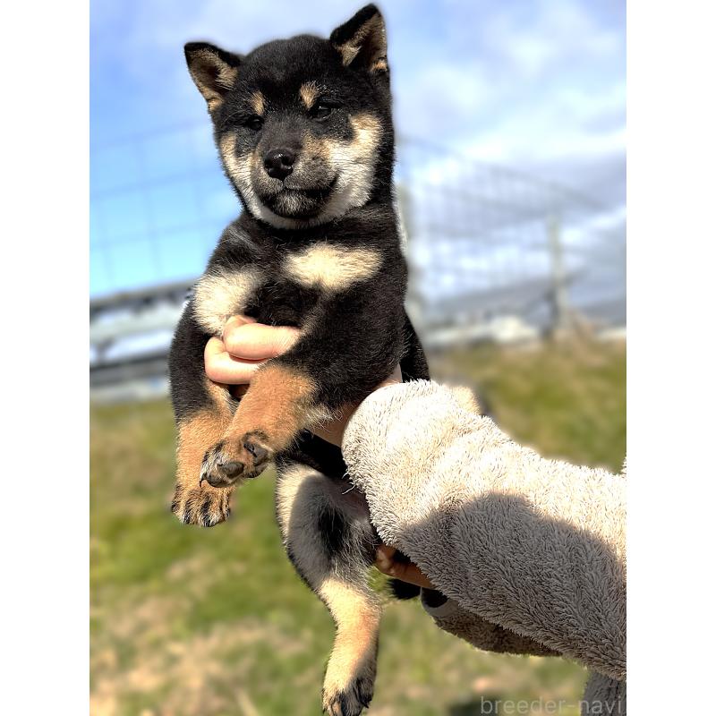 成約済の宮城県の柴犬-416652の3枚目