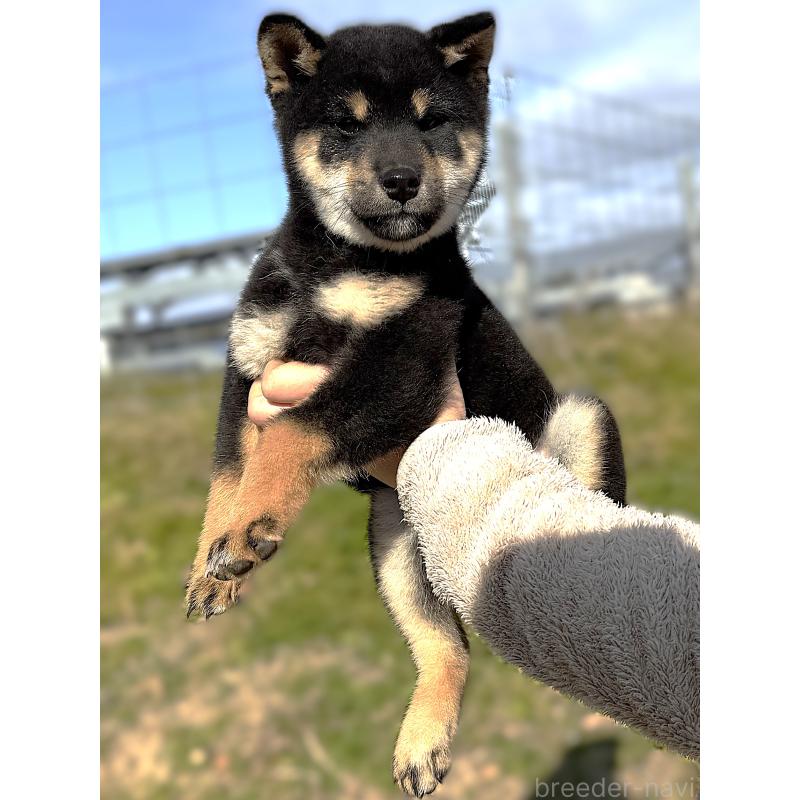 成約済の宮城県の柴犬-416652の2枚目