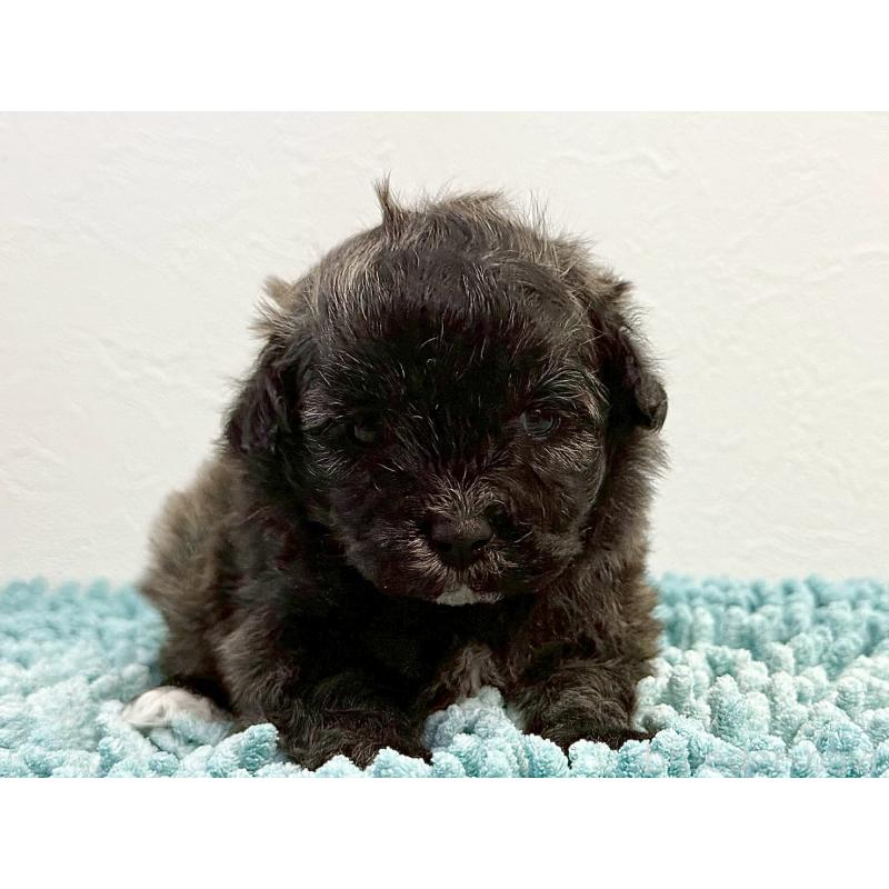 販売中の東京都のマルプー:マルチーズ×トイプードル-427510