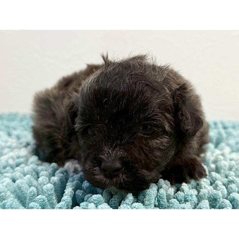 販売中の東京都のマルプー:マルチーズ×トイプードル-427510の5枚目