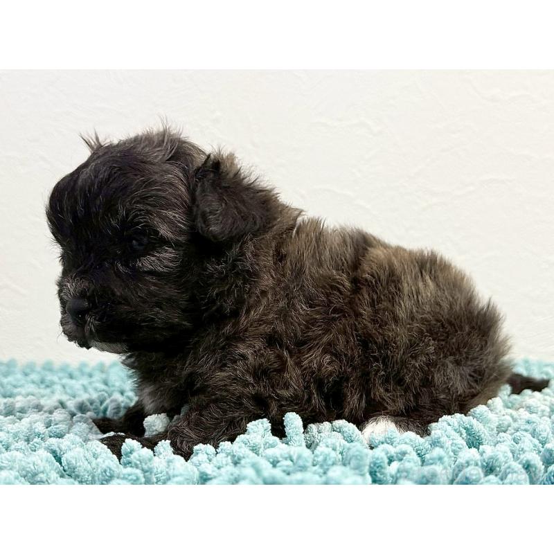 販売中の東京都のマルプー:マルチーズ×トイプードル-427510の4枚目