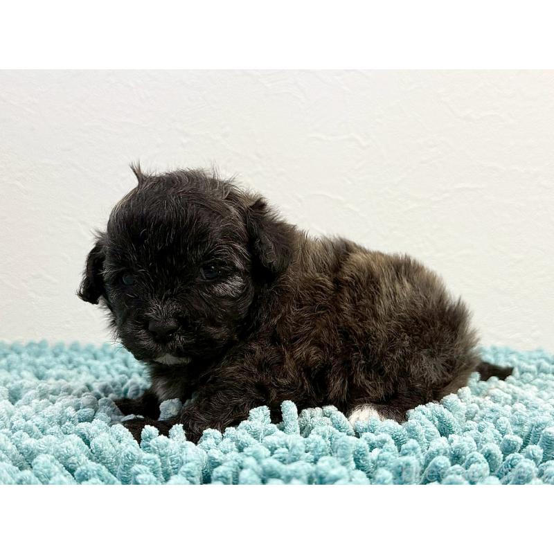 販売中の東京都のマルプー:マルチーズ×トイプードル-427510の3枚目