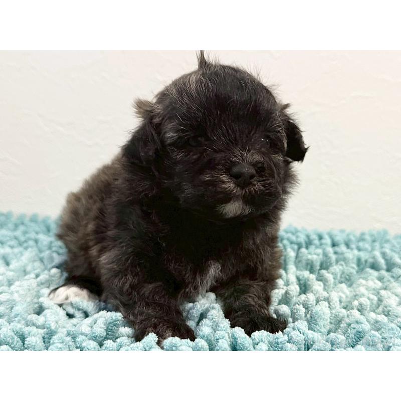 販売中の東京都のマルプー:マルチーズ×トイプードル-427510の2枚目