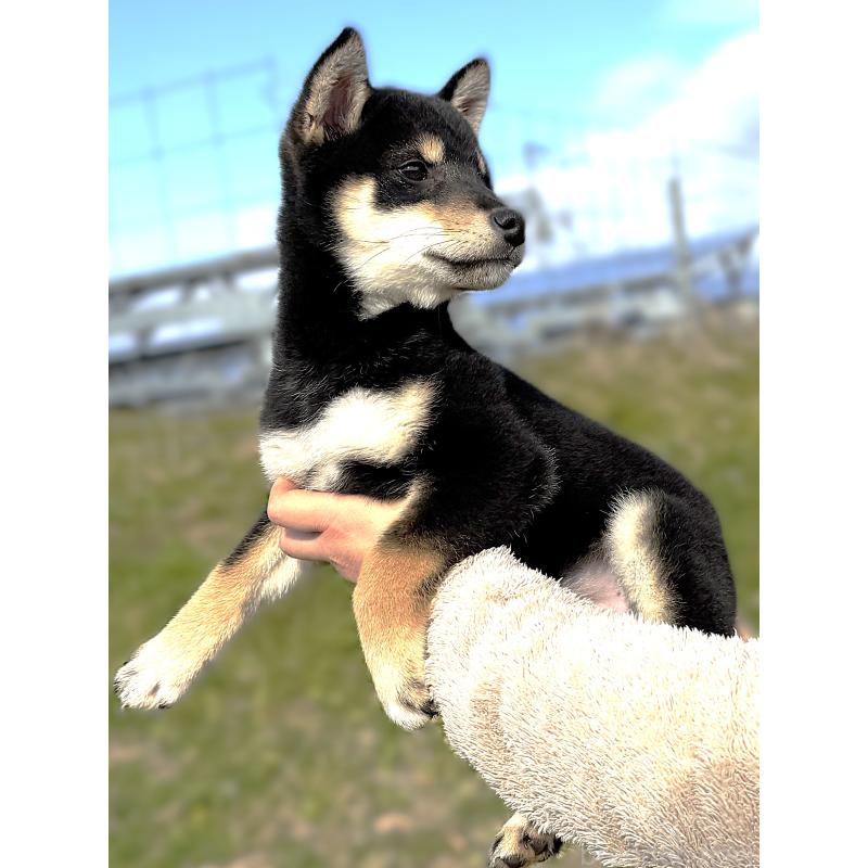 販売中の宮城県の柴犬-427511の4枚目