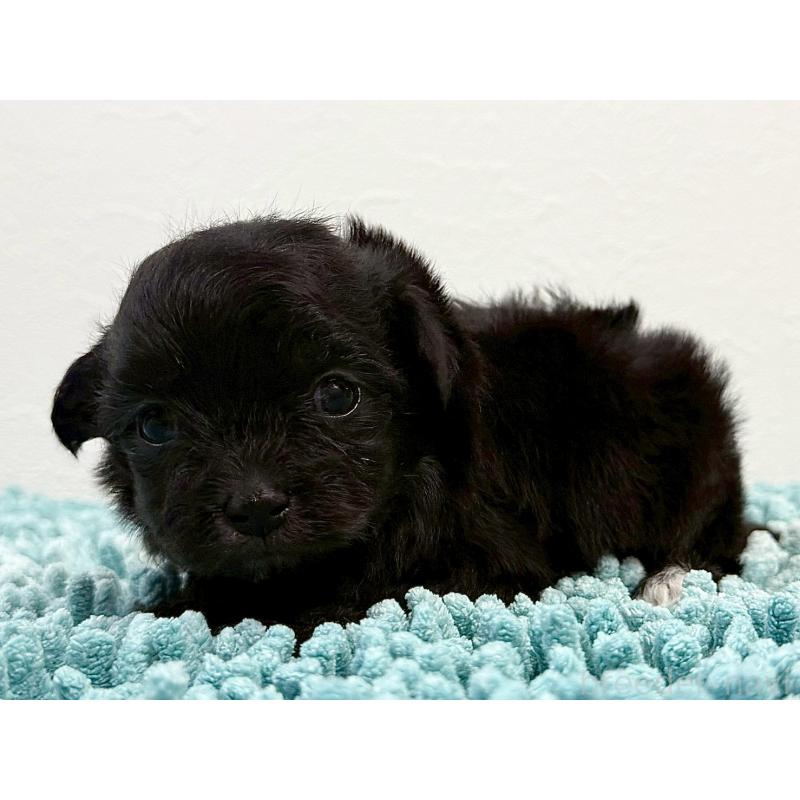 販売中の東京都のマルプー:マルチーズ×トイプードル-427512の5枚目