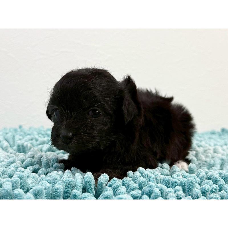 販売中の東京都のマルプー:マルチーズ×トイプードル-427512の4枚目