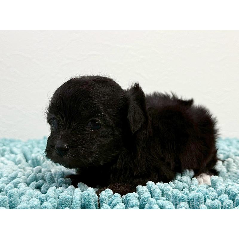 販売中の東京都のマルプー:マルチーズ×トイプードル-427512の3枚目