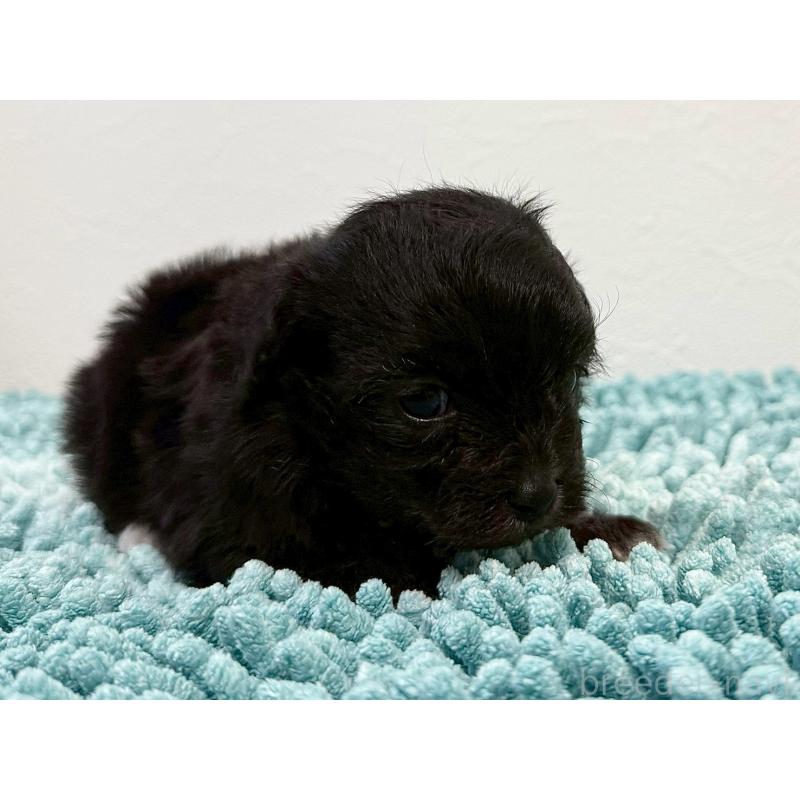 販売中の東京都のマルプー:マルチーズ×トイプードル-427512の2枚目