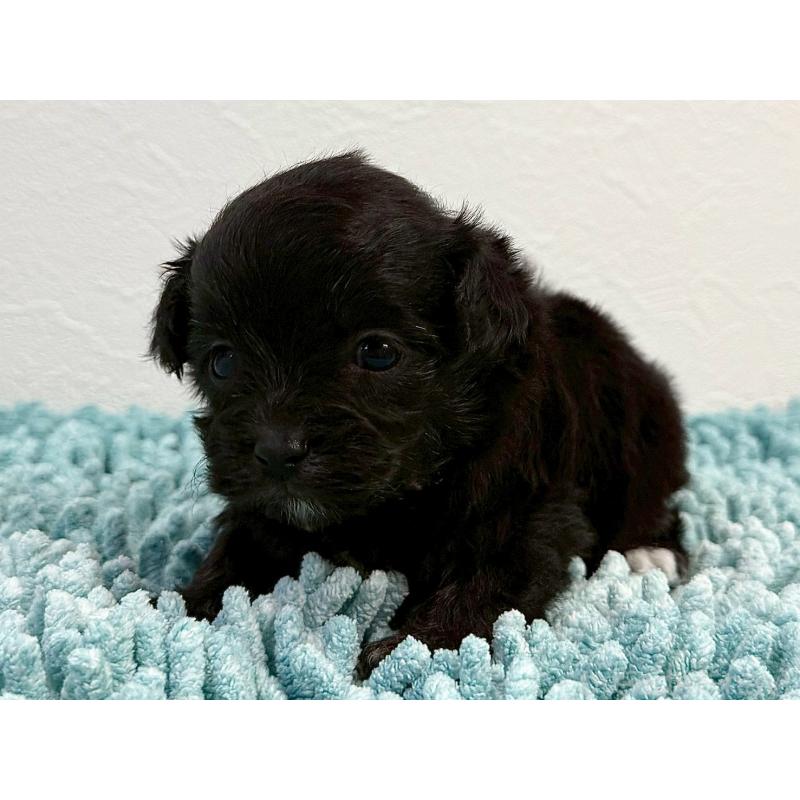 販売中の東京都のマルプー:マルチーズ×トイプードル-427513の4枚目