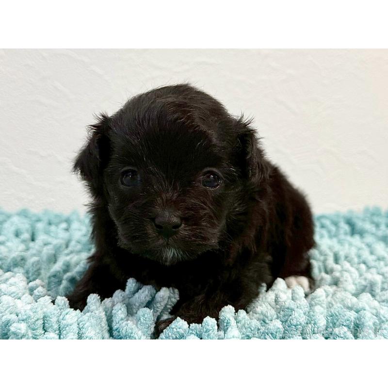 販売中の東京都のマルプー:マルチーズ×トイプードル-427513の1枚目