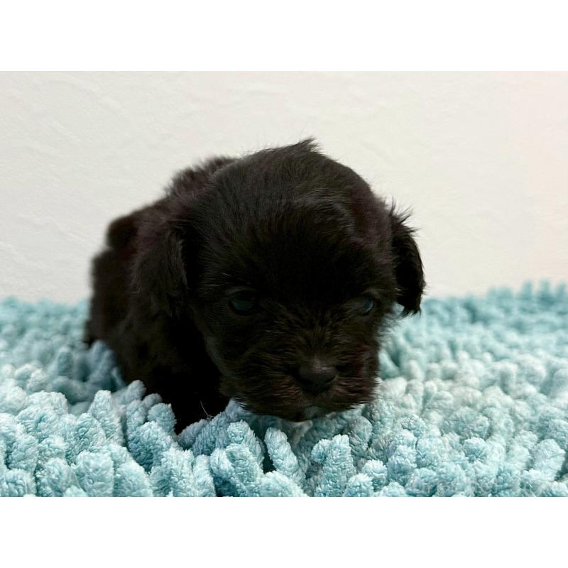 販売中の東京都のマルプー:マルチーズ×トイプードル-427513の3枚目