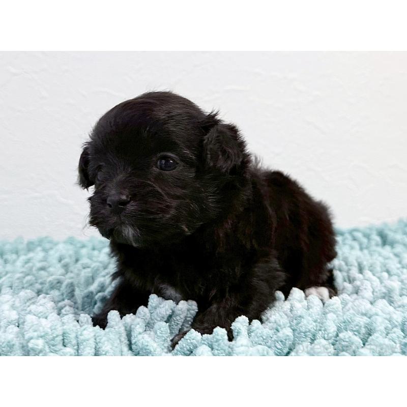 販売中の東京都のマルプー:マルチーズ×トイプードル-427513の2枚目