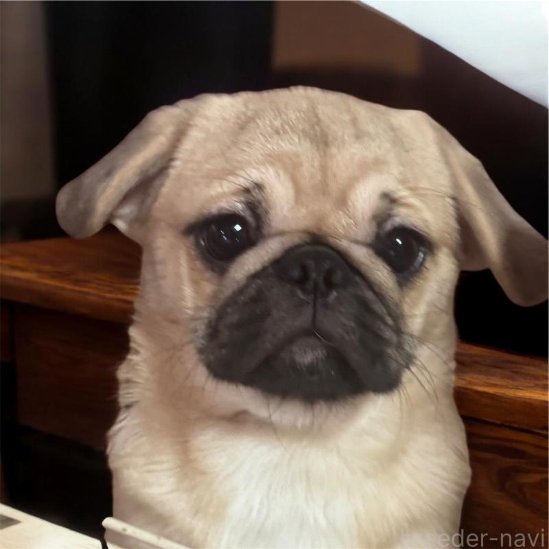 成約済の福井県のミックス犬-411912