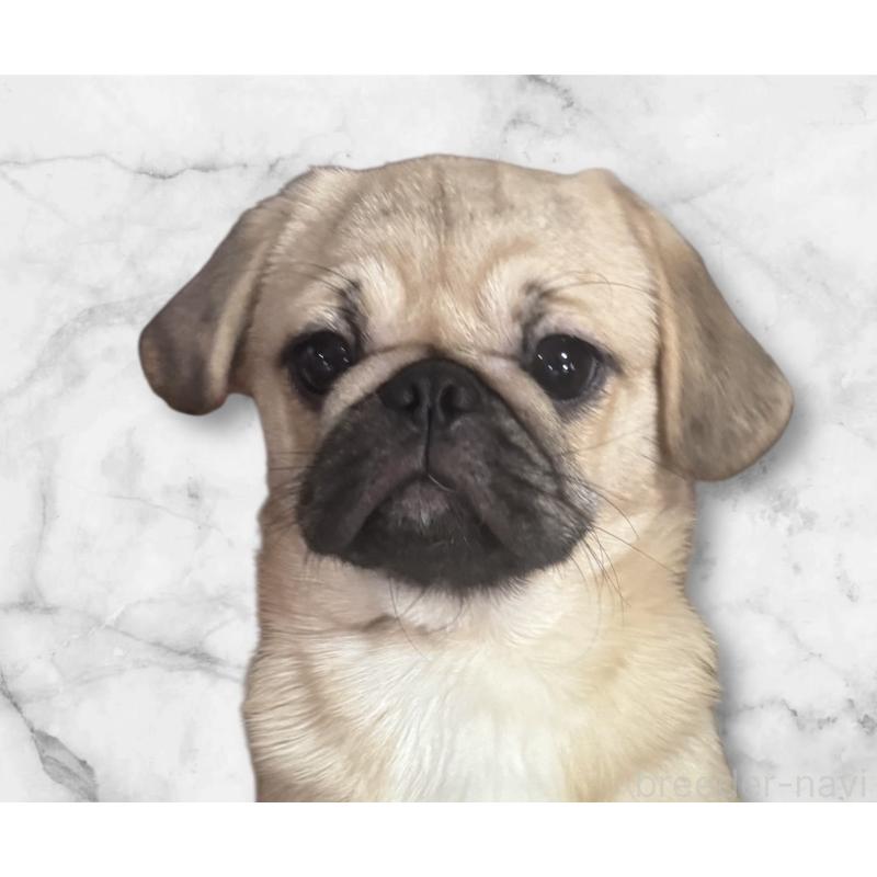 成約済の福井県のミックス犬-411912の3枚目