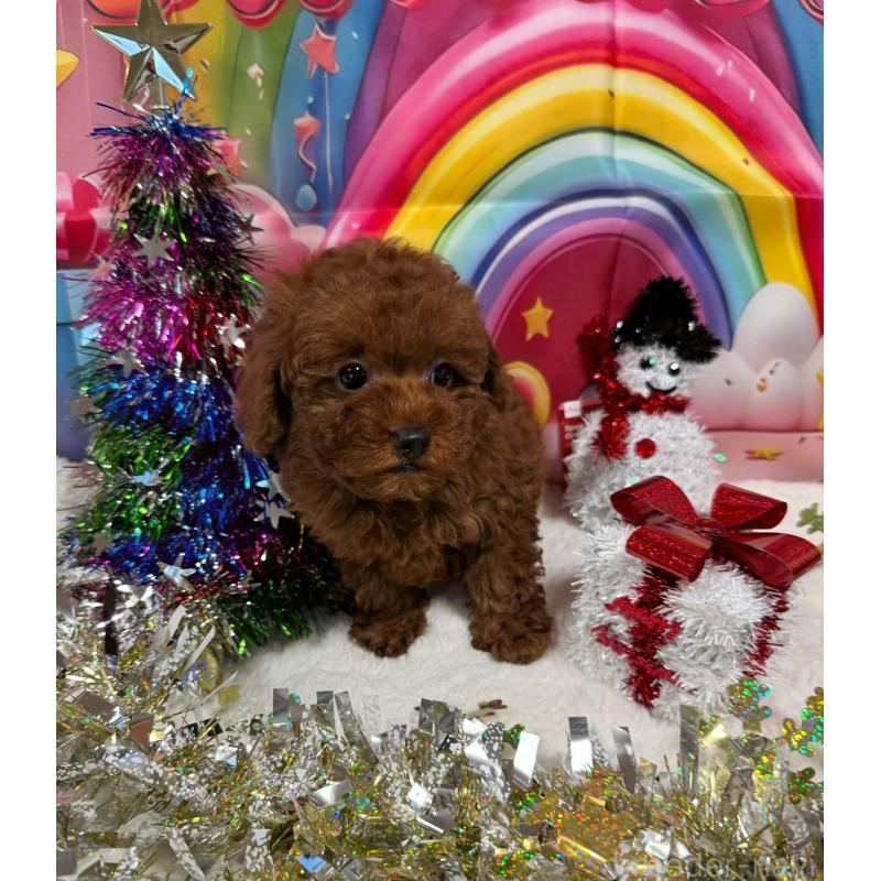 販売中の大阪府のティーカッププードル-427515の3枚目