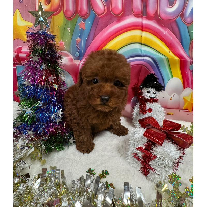 販売中の大阪府のティーカッププードル-427515の2枚目