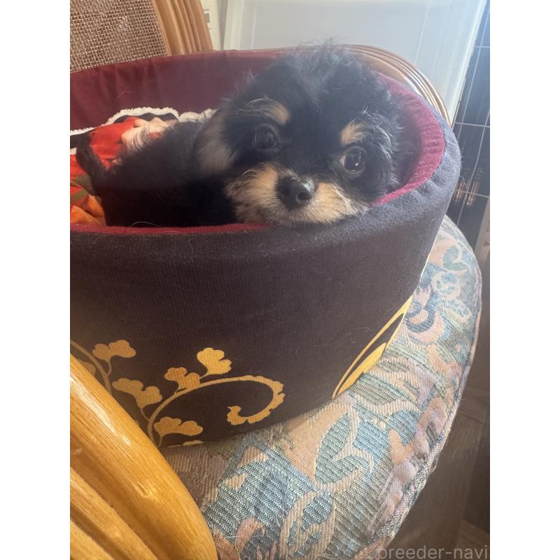 販売中の福井県のチワプー:チワワ×トイプードル-422595の4枚目