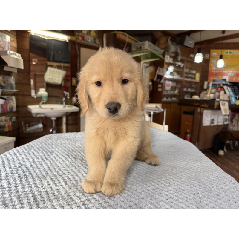 販売中の長野県のゴールデンレトリーバー-427516の2枚目