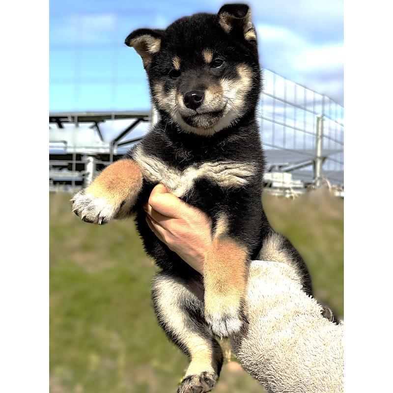 販売中の宮城県の柴犬-427518の7枚目