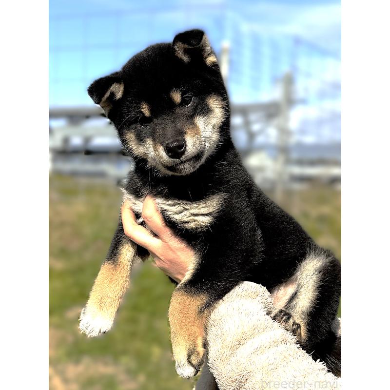 販売中の宮城県の柴犬-427518の6枚目